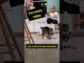 #shorts |crimsy billi|krimsy jeth ji|crimsy cat funny video|#funny #viral #viralvideo #ytshorts