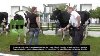 Germany: Furious dairy farmers bring cows to Parliament for the day