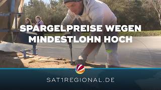 Spargelernte: Mindestlohn für Erntehelfer treibt Preise in die Höhe