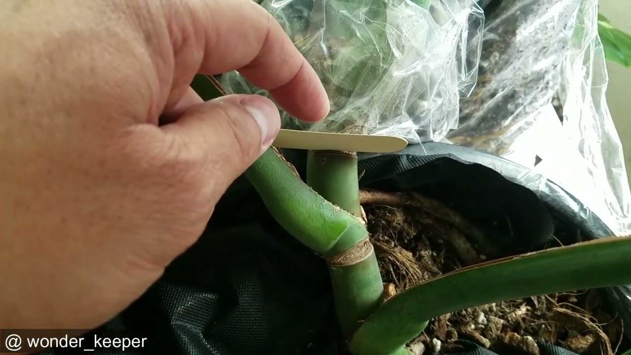 monstera plant leaf Monstera deliciosa (6in+) 6in