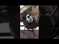 Тайская кошка разговаривает