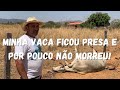 Minha vaca ficou presa no arame e quase morreu!!!