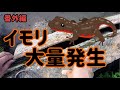 【衝撃】◯◯の裏に大量のアカハライモリが…！【採取／捕獲】