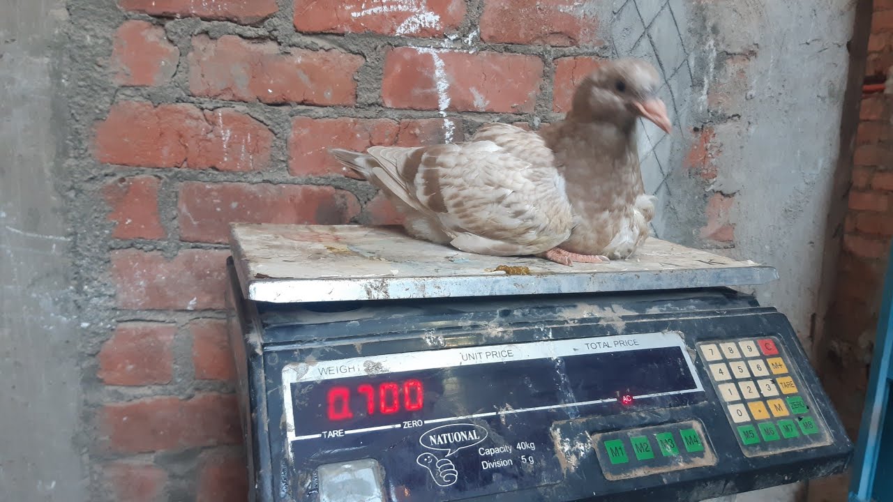 عشان زغلول #الحمام العملاق #وزنه يوصل للكيلو كلام حقيقي ادخل شوف بنفسك وتحدي لاصحاب #مزارع الحمام