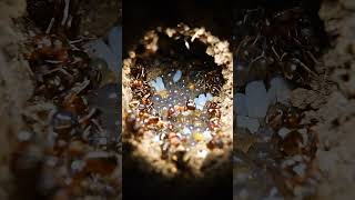Ant POV: I Reached the Brood Chamber