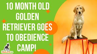 The Complete K9 - 10 Month Old Golden Retriever Goes To Obedience Camp!