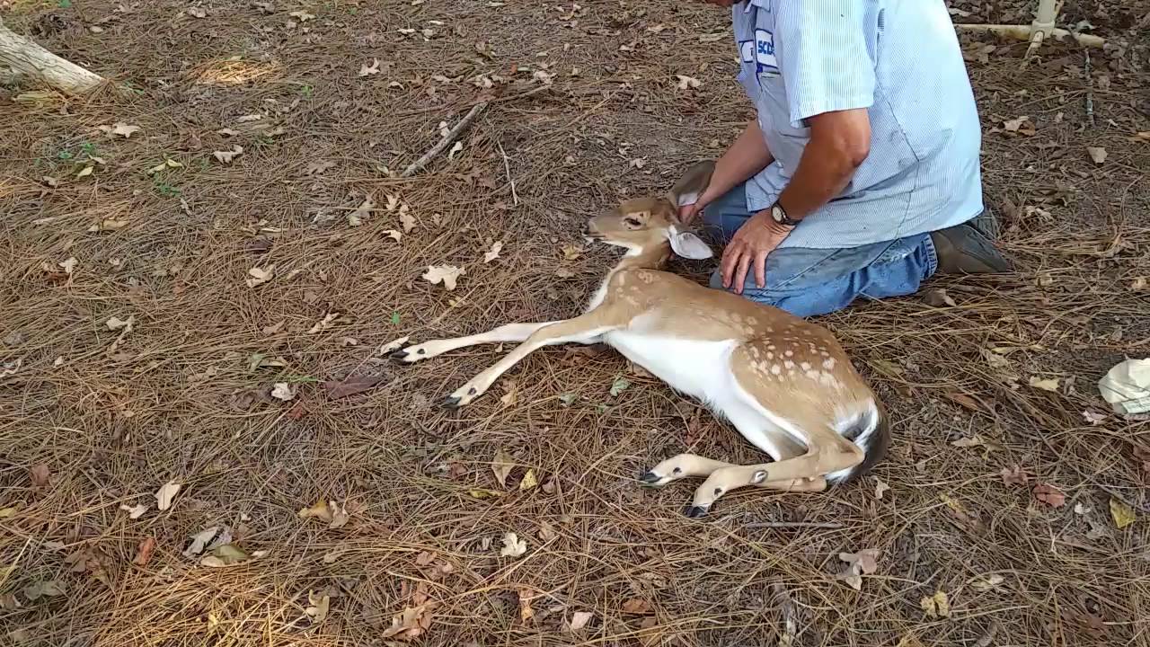 Wildlife rescue - YouTube