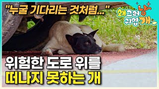 '누가 버리고 간 거 같아요' 보호자가 다시 돌아올 거라는 희망 하나로 1년째 위험천만한 도로 위 생활을 하는 개│#왜그러냥귀엽개