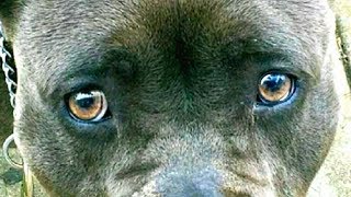 Хозяин ОСТАВИЛ собаку у грумера, но так и НЕ ВЕРНУЛСЯ за ней... Хозяин ОСТАВИЛ собаку у грумера, но так и НЕ ВЕРНУЛСЯ за ней...