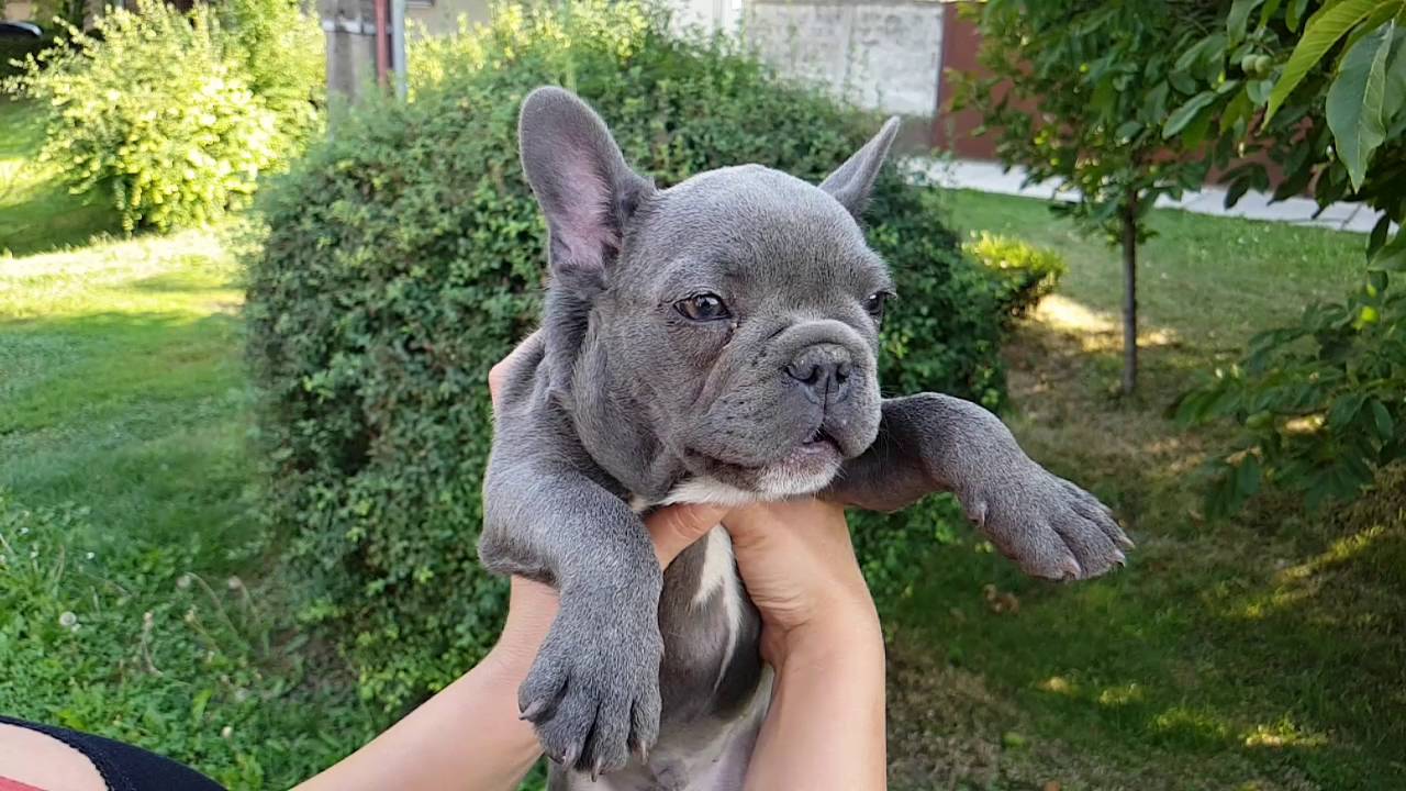 Blue french bulldog Teddy - YouTube