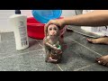 Baby monkey Boboy having bath