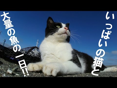 大量の魚とそれを狙う猫と一緒に釣りした結果【可愛すぎる】 - YouTube