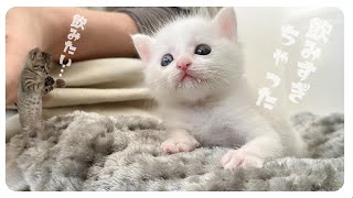 「グビッグビッ」とにかくよく飲む子猫と見守る子猫たち【保護猫生活12日目】