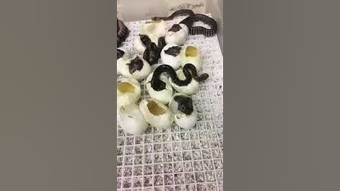 Woma Pythons hatching 2017