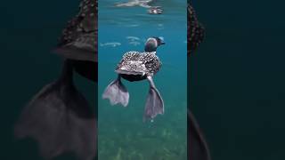 the loon looks calm on the surface.But beneath the water, it transforms into a powerful hunter.