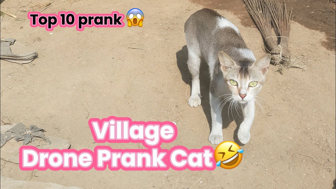 Dog and Cat vs Drone 😂 | Prank Gone Wrong 😱 || 