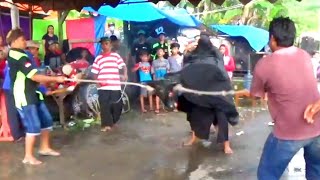 Bantengan Ngamuk Turonggo Legowo Putro Semen Gandusari