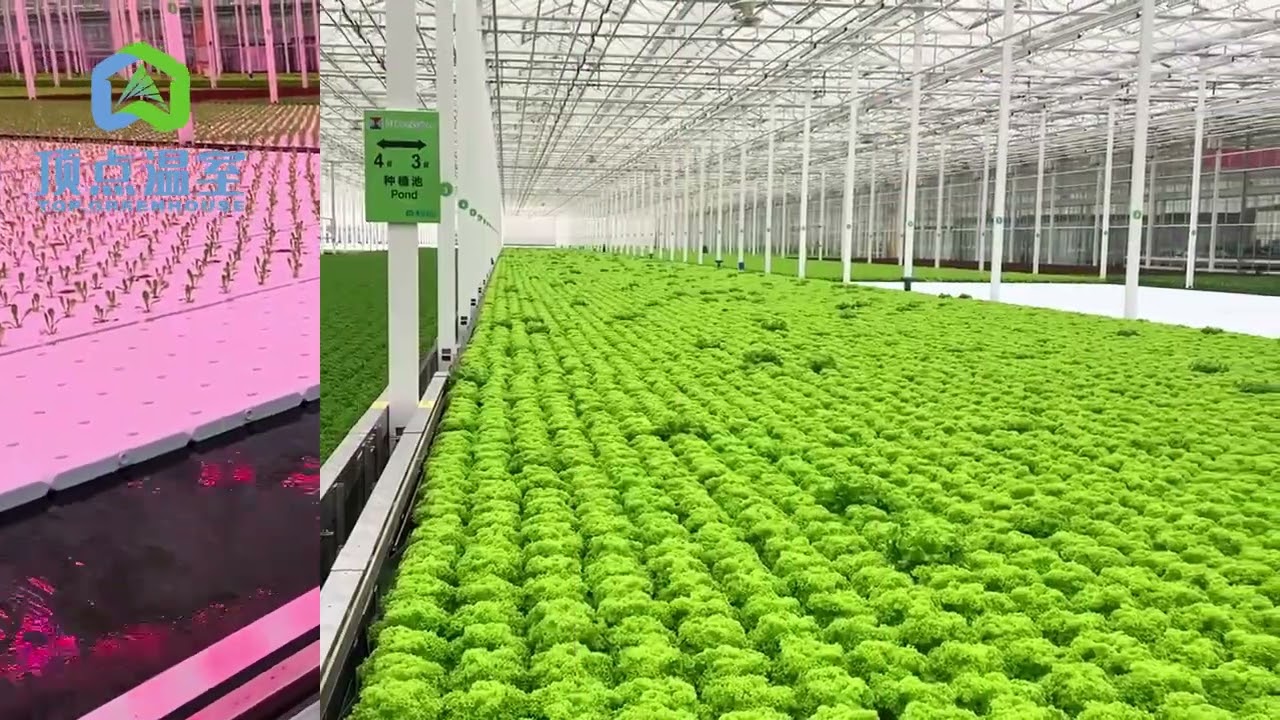 TOP GREENHOUSE - Ebb Flow Bench: Smart Hydroponics, A New Horizon in Planting