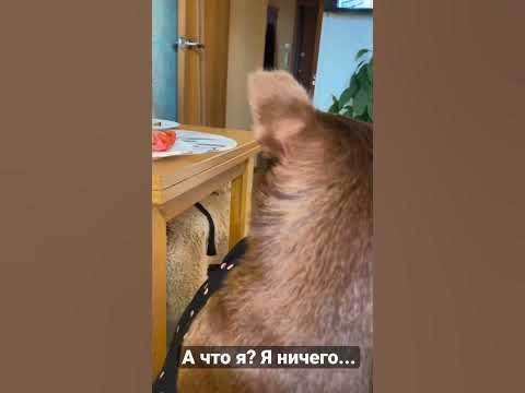 Пиклс делает вид что просто смотрит телик 😉 - YouTube