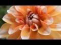 Four Minute Meditation Music Video 