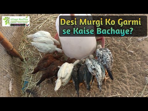 वीडियो: मुर्गियों की देखभाल कैसे करें
