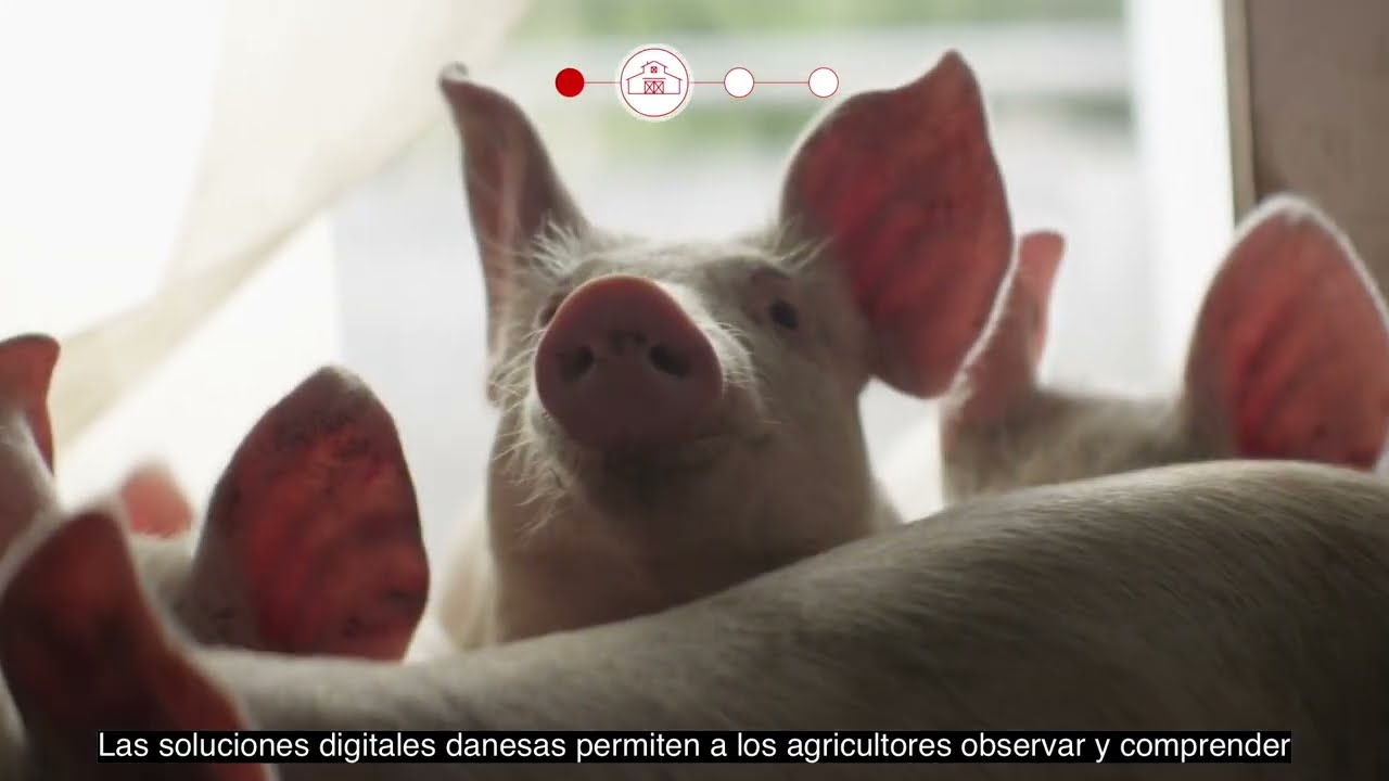 Pork production (Spanish subtitles)