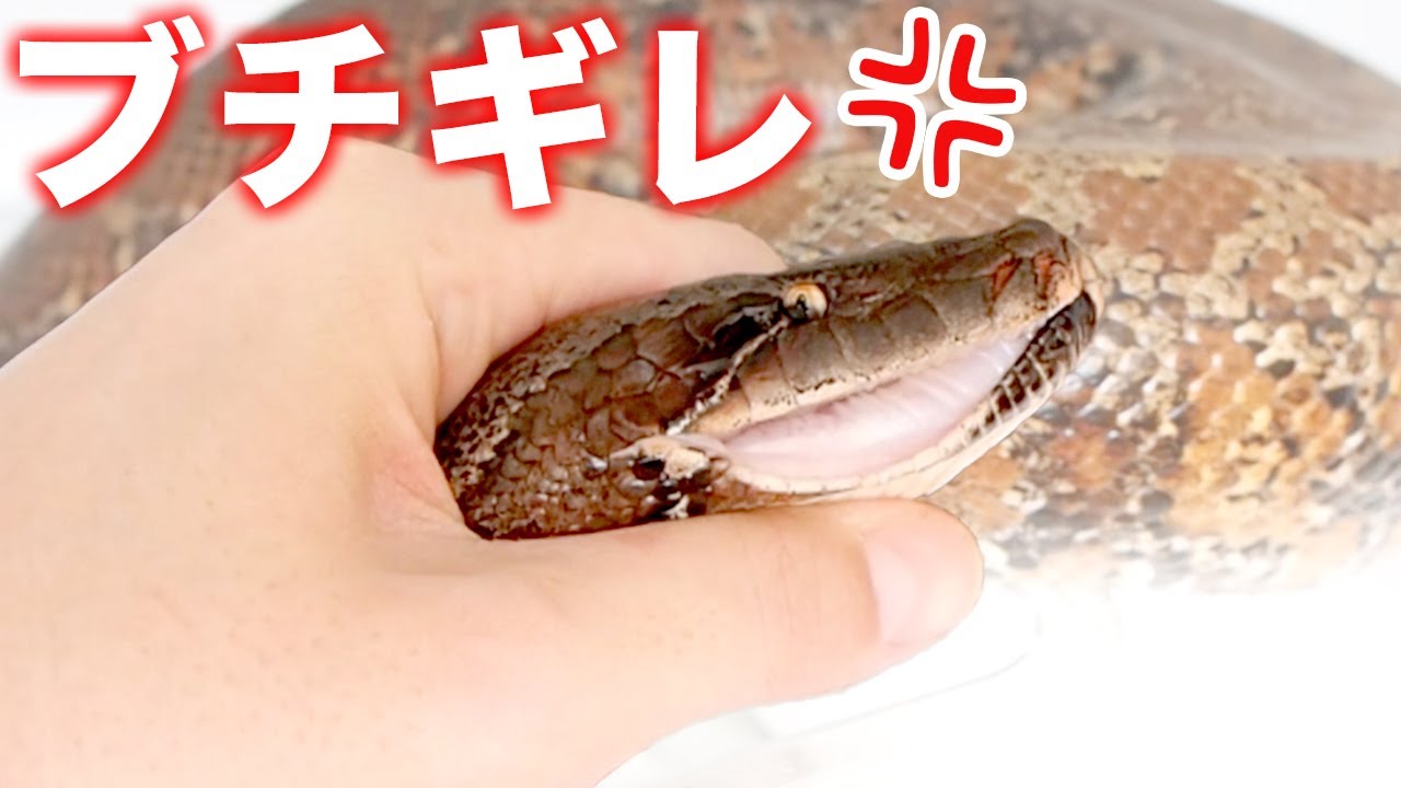 【ヘビの健康チェック】我が家で最大&凶暴なヘビの口をこじ開けるのが怖すぎる… - YouTube