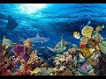 Recifs coralliens  la beaut sous marine  documentaire nature