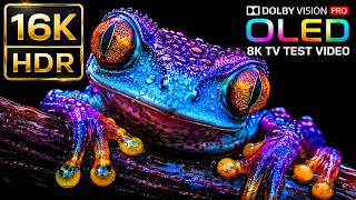 World’s Most Realistic Nature Demo: 16K HDR 120FPS Wildlife (4K Video • 8K Ultra HD TV)