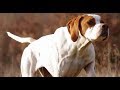 3 English pointer training 8 Month Old の動画、YouTube動画。