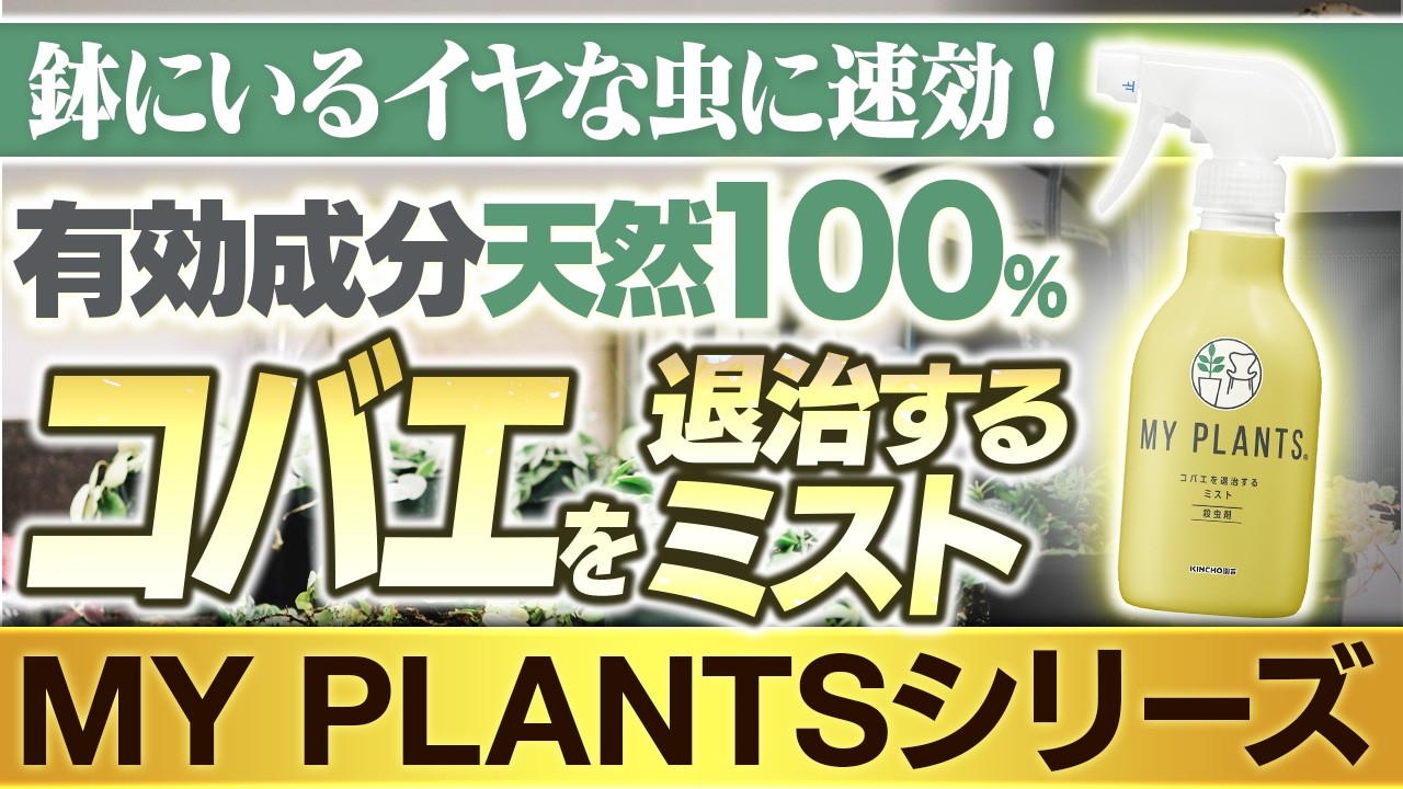 鉢にいるイヤな虫に速効！有効成分天然100%（MY PLANTS コバエを退治するミスト）～ガーデンドクターTV72 RM