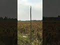 Langkanya sawah dikarawang- purwasari. #shorts #karawang #petani #beras #fyi #fyp
