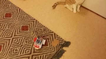 BennyStruktor vs Benny the Cat