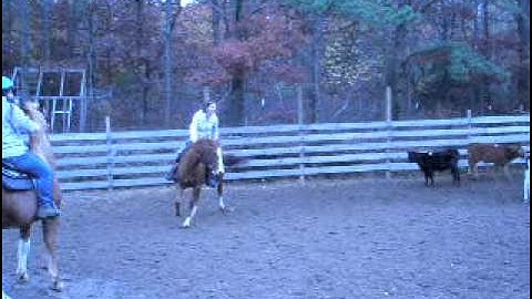 First time cow sorting