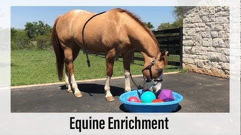 Equine Enrichment Activity