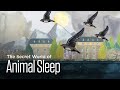 Bird Sleep Patterns and Techniques