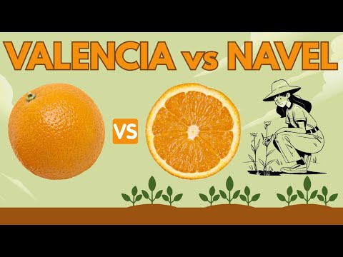 Are Cara Cara Pink Navel Oranges Seedless