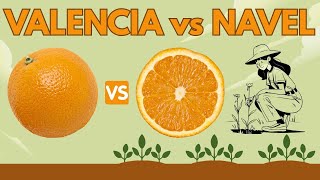 Valencia Vs Navel Oranges Comparison
