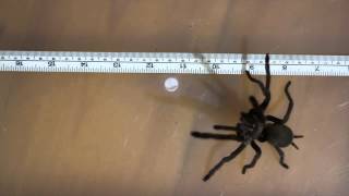 phlogius sp. goliath Stridulation