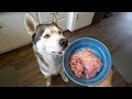 My Husky Eats Raw Meaty Lamb Bones!