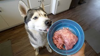 My Husky Eats Raw Meaty Lamb Bones!