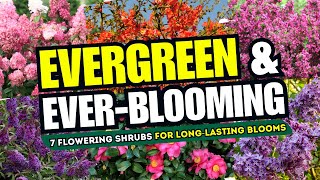 BLOOMS THAT NEVER END! Top 7 Flowering Evergreen Shrubs for LongLasting Blooms