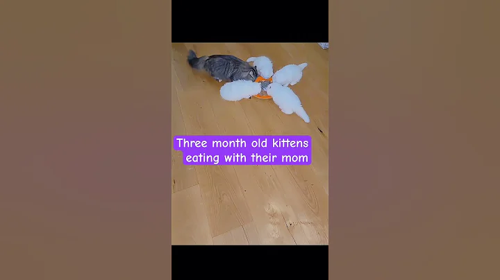 Video 11731131: siberian kitten, siberian kitty, white siberian