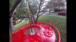 Hummingbird Harassment At Around Sixty Seconds