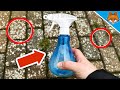 Remove Lichen effortlessly from Paving Stones💥(With THIS Miracle Product)🤯