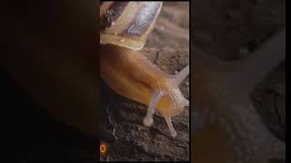 🐌 Some snails can sleep for up to 3 years! 🤯