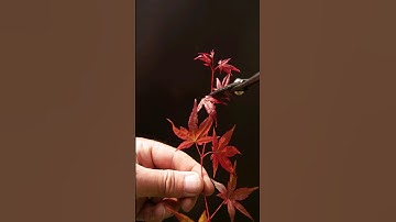 Rooting Japanese Maple Cuttings