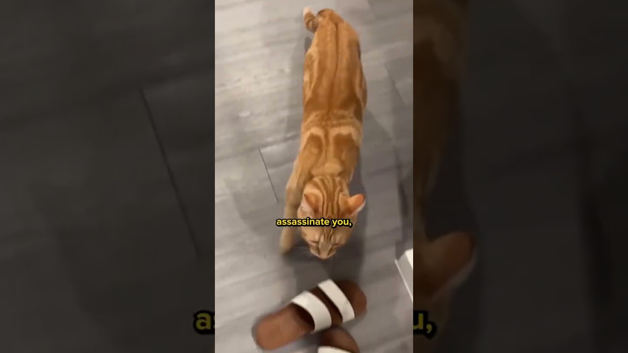 3 Misunderstood Cat Behaviors! 😻