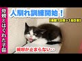 ④【人馴れ訓練】保護した子猫の威嚇が止まりません‥【保護7日目〜18日目】