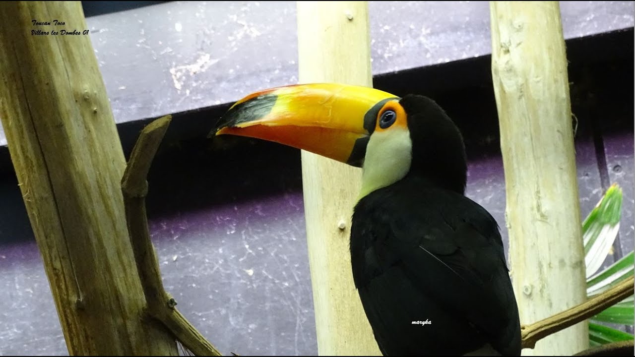 Le Toucan toco au bec remarquable Le Jardin des Oiseaux Villars les — free download